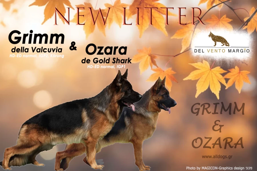 V1 Grimm della Valcuvia & Ozara de Gold Shark